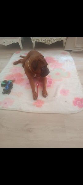 Boxer, Köpek  Peanut fotoğrafı