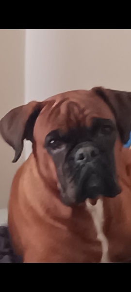 Boxer, Köpek  Peanut fotoğrafı