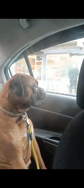 Boxer, Köpek  Peanut fotoğrafı