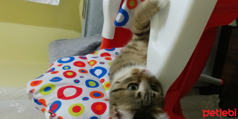 Tekir Kedi, Kedi  Üzüm fotoğrafı