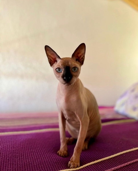 Sphynx, Kedi  Oscar fotoğrafı