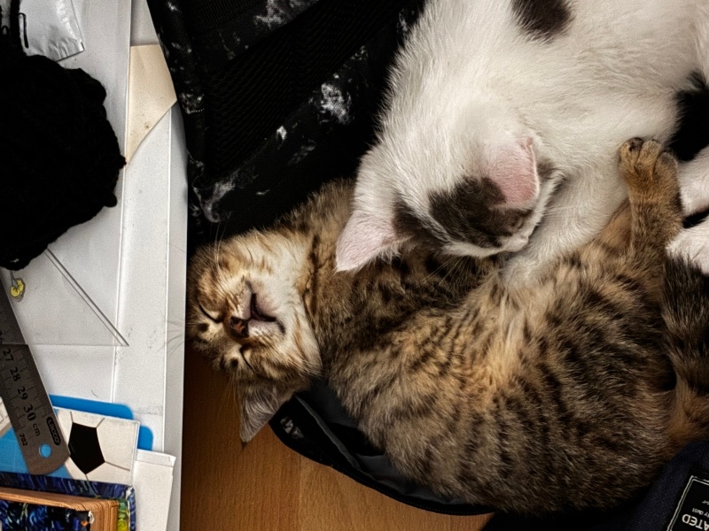 Tekir Kedi, Kedi  Zırt ve Pırt fotoğrafı