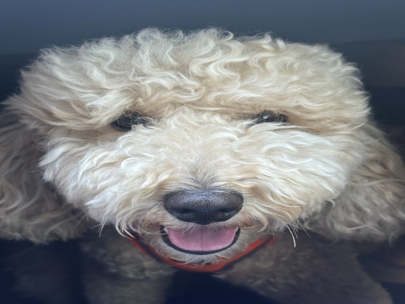 Poodle (Minyatür Kaniş), Köpek  Lego fotoğrafı