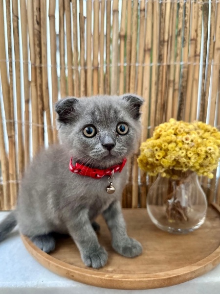 Scottish Fold, Kedi  Duman fotoğrafı