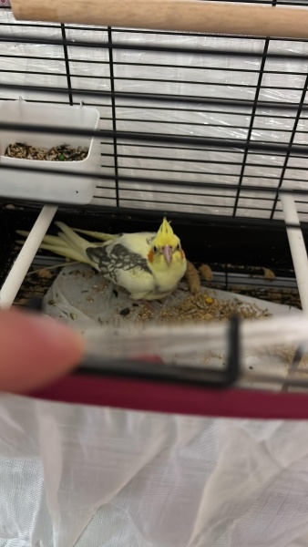 Papağan, Kuş  LİMON fotoğrafı