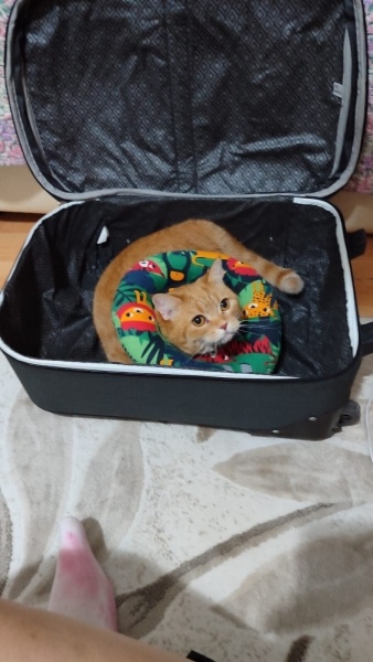 British Shorthair, Kedi  badem fotoğrafı