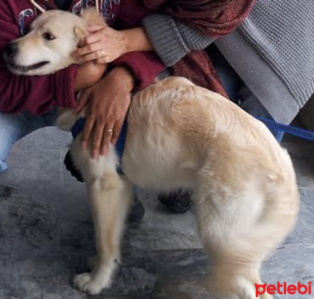 Golden Retriever, Köpek  Köpük fotoğrafı