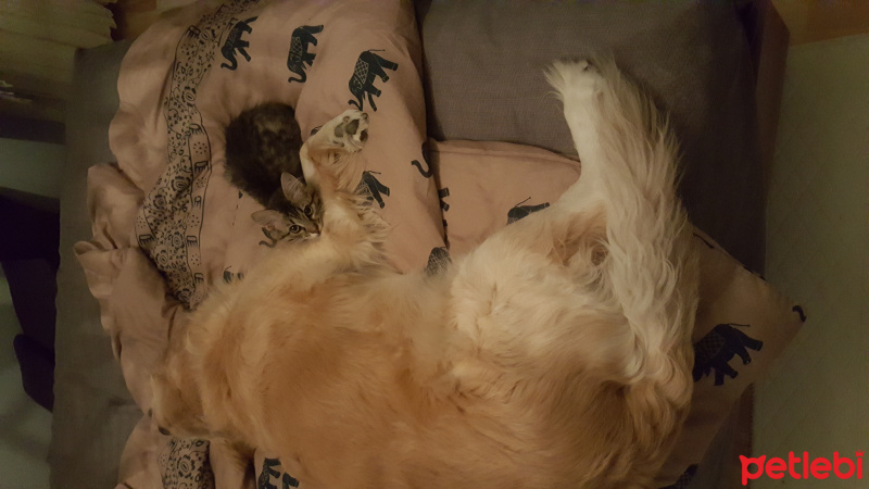 Golden Retriever, Köpek  Köpük fotoğrafı