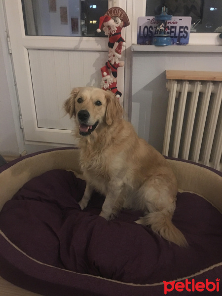 Golden Retriever, Köpek  Köpük fotoğrafı