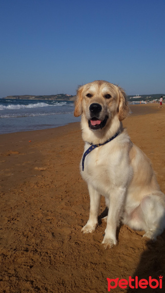 Golden Retriever, Köpek  Köpük fotoğrafı