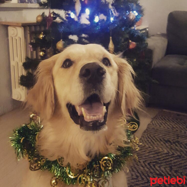 Golden Retriever, Köpek  Köpük fotoğrafı