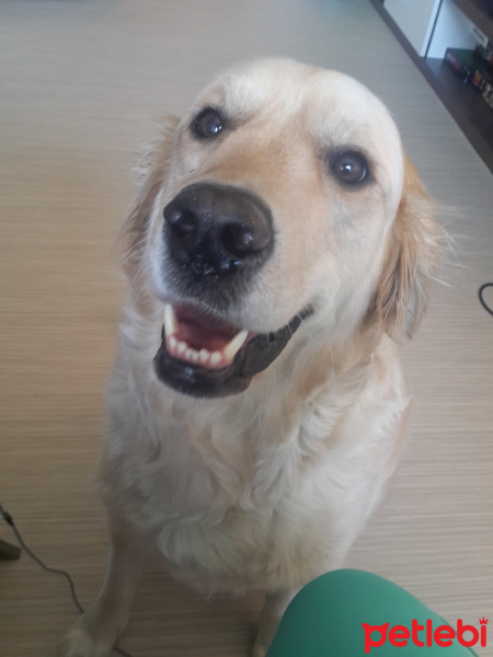 Golden Retriever, Köpek  Köpük fotoğrafı