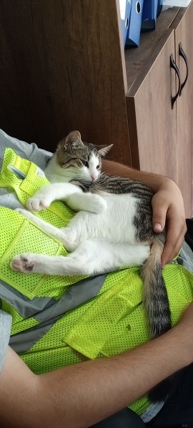 Tekir Kedi, Kedi  Mercan fotoğrafı