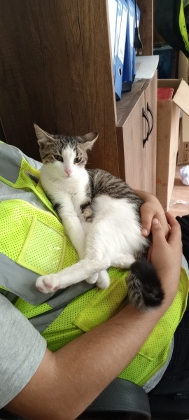 Tekir Kedi, Kedi  Mercan fotoğrafı