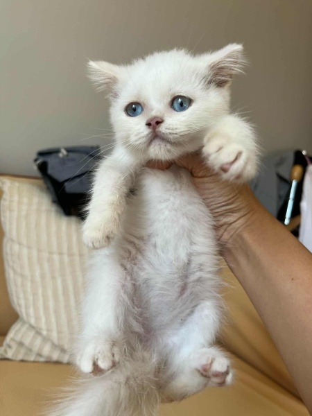 British Shorthair, Kedi  HAMLET fotoğrafı