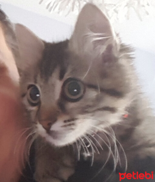 Soke, Kedi  Pekmez fotoğrafı