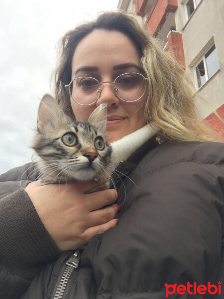 Soke, Kedi  Pekmez fotoğrafı