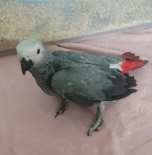 Papağan, Kuş  KUKULİ fotoğrafı