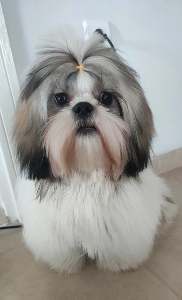 Shih Tzu, Köpek  Ozyy fotoğrafı