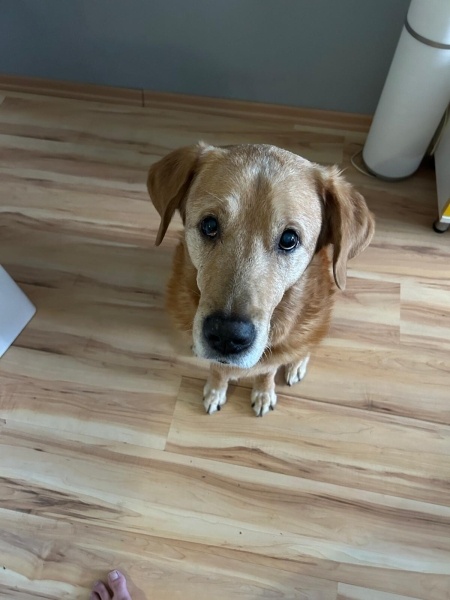 Labrador Retriever, Köpek  Rex fotoğrafı