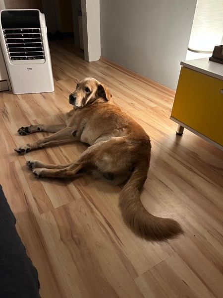 Labrador Retriever, Köpek  Rex fotoğrafı