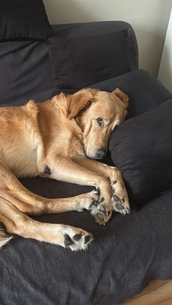 Labrador Retriever, Köpek  Rex fotoğrafı