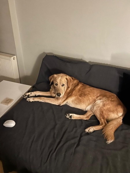 Labrador Retriever, Köpek  Rex fotoğrafı