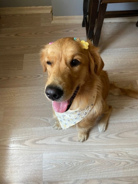 Golden Retriever, Köpek  tarçın fotoğrafı