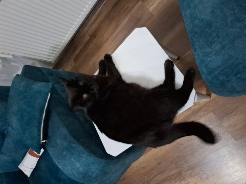 British Shorthair, Kedi  Gece fotoğrafı