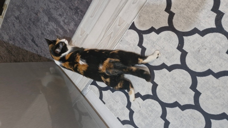 Tekir Kedi, Kedi  Mia fotoğrafı