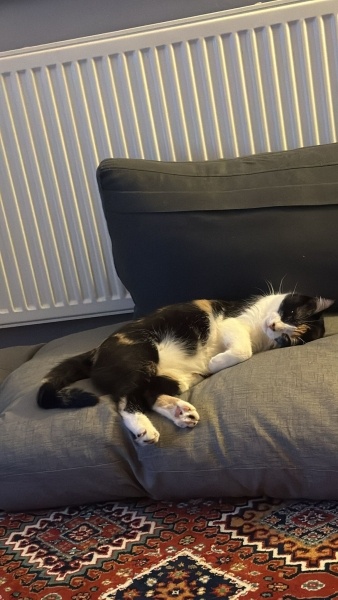 Tekir Kedi, Kedi  Mia fotoğrafı