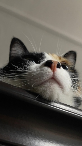Tekir Kedi, Kedi  Mia fotoğrafı
