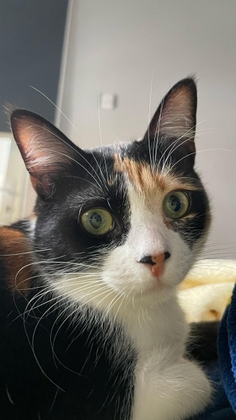 Tekir Kedi, Kedi  Mia fotoğrafı
