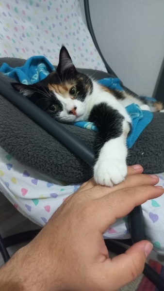 Tekir Kedi, Kedi  Mia fotoğrafı