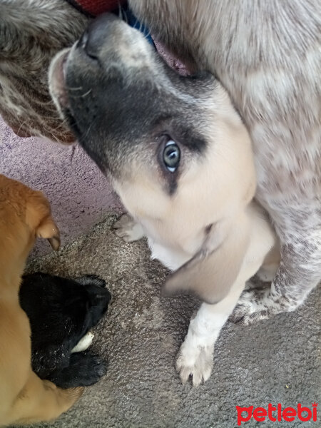 Akbaş, Köpek  Leydi fotoğrafı