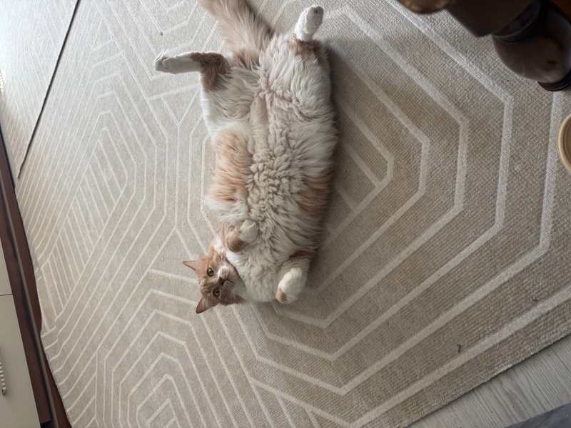 Sarman, Kedi  Minimus fotoğrafı