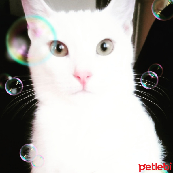 Van Kedisi, Kedi  Pamuk fotoğrafı
