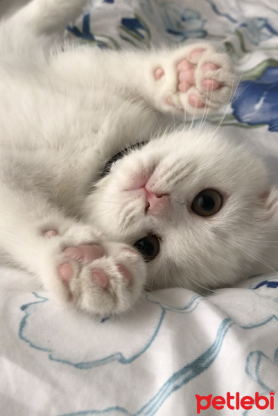 Scottish Fold, Kedi  Üzüm fotoğrafı