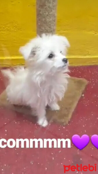 Maltese, Köpek  coco fotoğrafı