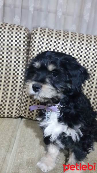 Glen of Imaal Terrier, Köpek  Zeytin fotoğrafı