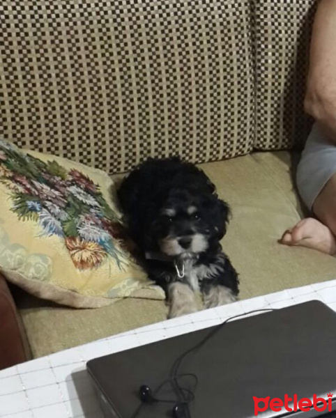 Glen of Imaal Terrier, Köpek  Zeytin fotoğrafı