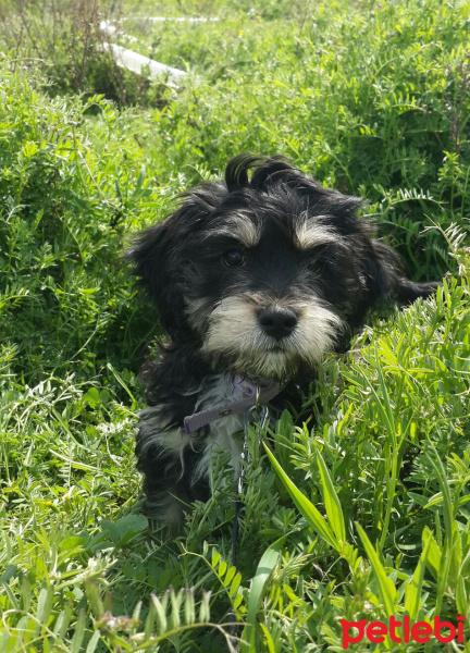 Glen of Imaal Terrier, Köpek  Zeytin fotoğrafı