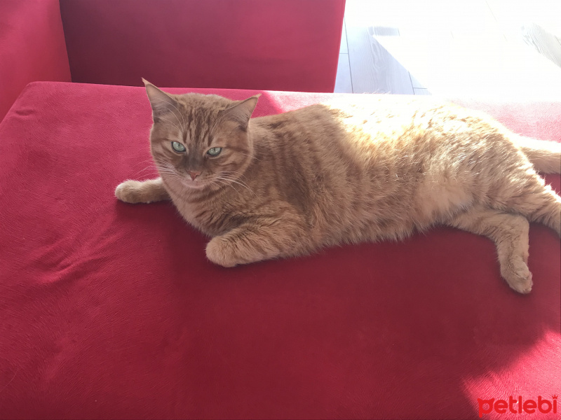 Van Kedisi, Kedi  Badem fotoğrafı