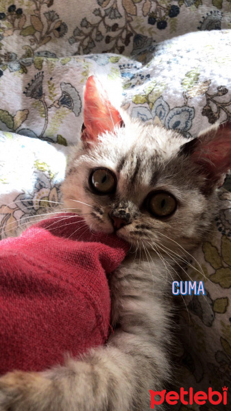 British Shorthair, Kedi  Fındık fotoğrafı
