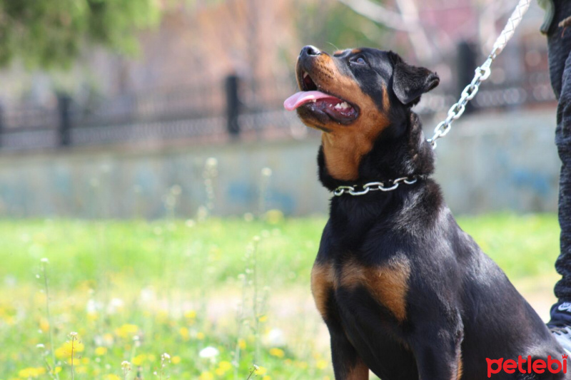 Rottweiler, Köpek  Gena fotoğrafı