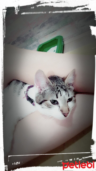 Tekir Kedi, Kedi  Pamuk fotoğrafı