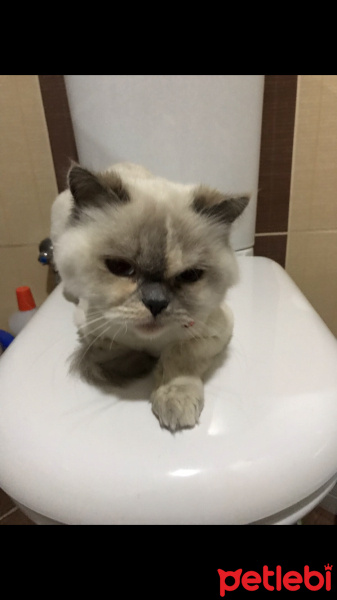 İran Kedisi (Persian), Kedi  Pamuk fotoğrafı