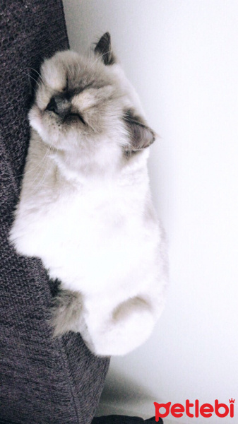 İran Kedisi (Persian), Kedi  Pamuk fotoğrafı