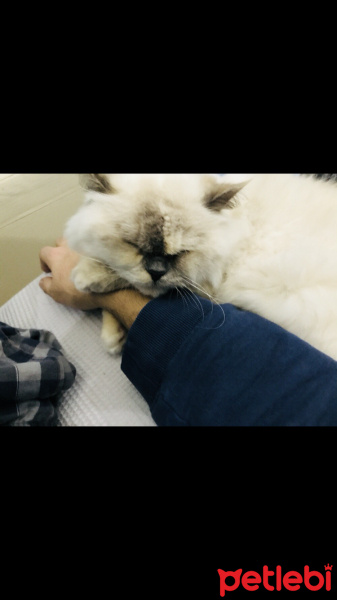 İran Kedisi (Persian), Kedi  Pamuk fotoğrafı