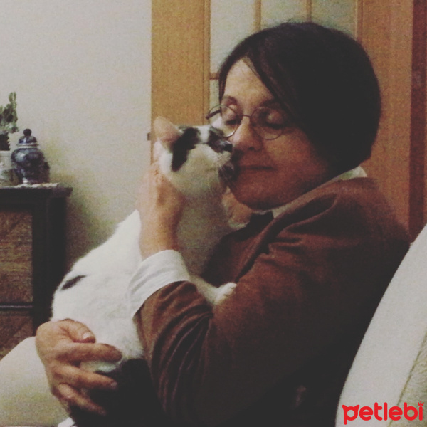 Tekir Kedi, Kedi  Pufy fotoğrafı